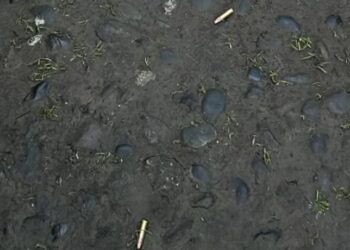 Preocupación causó hallazgo de balas en estacionamiento de Colegio Francés de Osorno