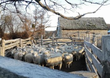 SAG Los Lagos impulsa trazabilidad ovina para fortalecer sanidad animal y gestión productiva del rubro