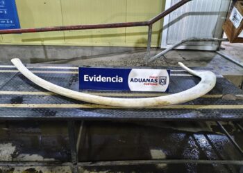 Aduana detecta costilla de ballena en Cardenal Samoré: osamenta fue incautada