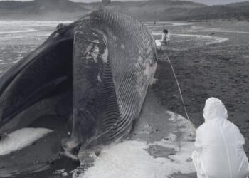 Ballena de 17 metros varó muerta en una playa de Chonchi: Recomiendan no acercarse al cuerpo 
