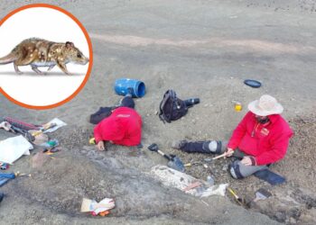 Científicos descubren fósil de mamífero de hace 74 millones de años en la Patagonia chilena