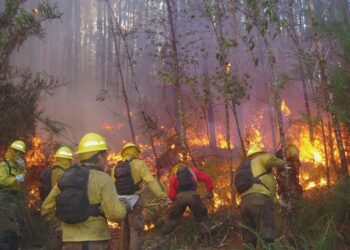 CONAF Región de Los Lagos realiza segundo llamado a postulación para brigadista