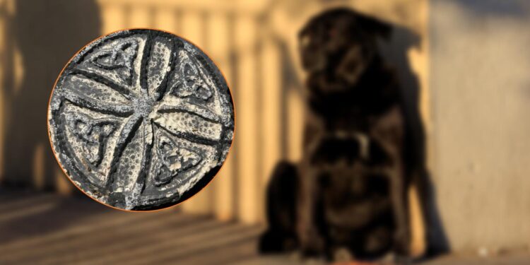 «Murió a gritos»: Brutal crimen contra perro que fue quemado vivo como parte de supuesto ritual en Puerto Montt