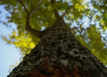 Muere trabajador de 59 años tras ser impactado por un árbol en Máfil