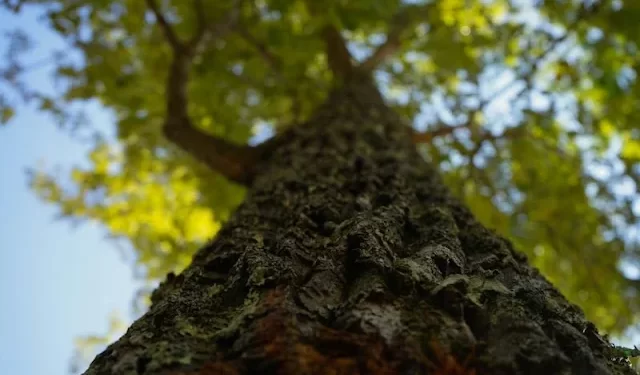 Muere trabajador de 59 años tras ser impactado por un árbol en Máfil