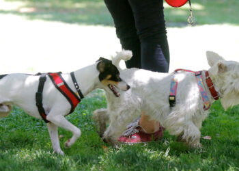 «Más exigencias, menos flexibilidad»: Empresarios se definen por proyecto de permiso laboral ante muerte de mascota
