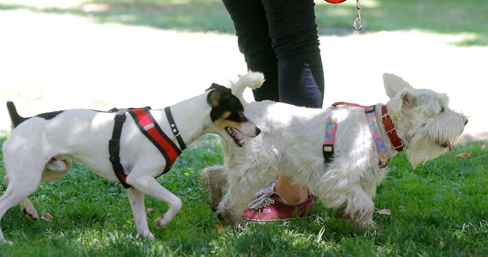 «Más exigencias, menos flexibilidad»: Empresarios se definen por proyecto de permiso laboral ante muerte de mascota