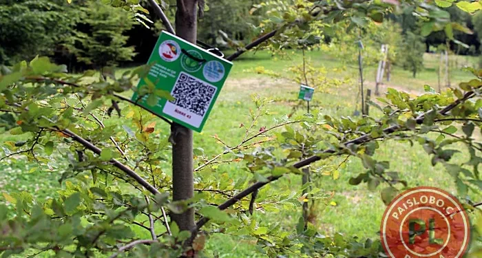 Colegio Antillanca y Red Ambiental inauguran sistema de códigos QR en Parque Chuyaca