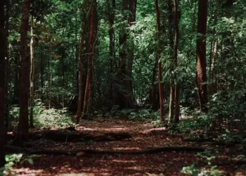 Carabineros activa operativo de rescate para persona extraviada en Lago Ranco