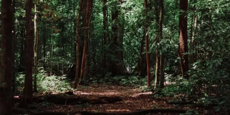 Carabineros activa operativo de rescate para persona extraviada en Lago Ranco