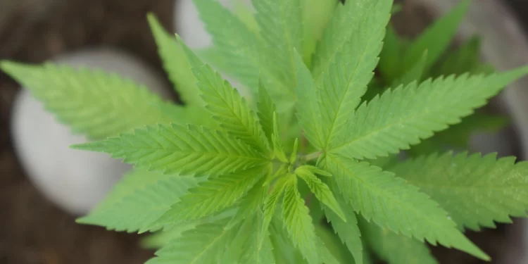 Emergencia doméstica revela plantación de marihuana en Osorno