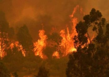 Bomberos controla incendio en Maule: Hay un sujeto detenido por quemar pastizales