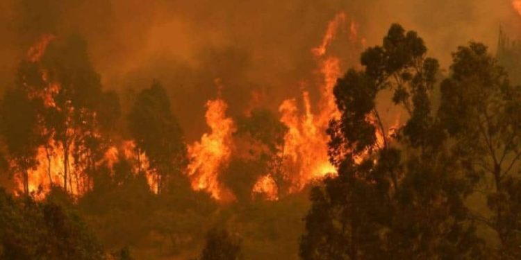 Bomberos controla incendio en Maule: Hay un sujeto detenido por quemar pastizales