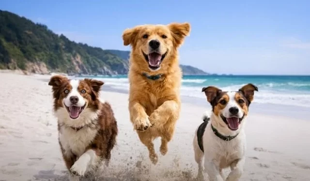 Run Summer Pet 2026: San Juan de la Costa invita a corrida por la tenencia responsable