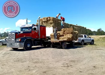Solidaridad del Agro: Dos camiones salen de Osorno con fardos y bolos para el Biobío