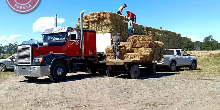 Solidaridad del Agro: Dos camiones salen de Osorno con fardos y bolos para el Biobío