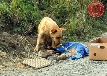 Rescatan a una perra y sus cachorros abandonados e inician campaña de adopción