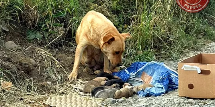 Rescatan a una perra y sus cachorros abandonados e inician campaña de adopción