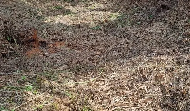 Humedal Yerbas Buenas II Osorno: Red Ambiental Ciudadana iniciará plan de recuperación