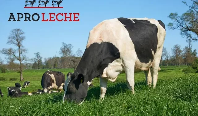 Aproleche Osorno estrena su nueva imagen de marca