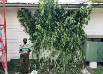 Lago Ranco: SIP de Carabineros incauta plantación de marihuana