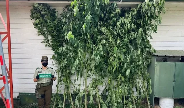Lago Ranco: SIP de Carabineros incauta plantación de marihuana