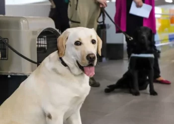 Aeropuerto de Santiago registra cifra récord de ingreso de mascotas durante 2025
