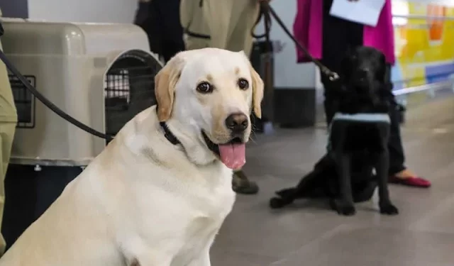 Aeropuerto de Santiago registra cifra récord de ingreso de mascotas durante 2025