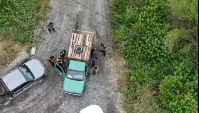 PDI detiene a dos sujetos por robo de madera en predio forestal de Mariquina
