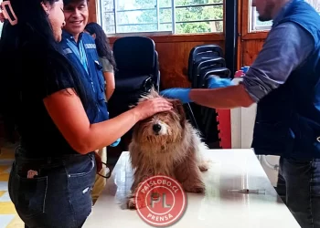 Operativo de vacunación antirrábica gratuito benefició a mascotas del sector Murrinumo