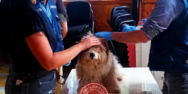 Operativo de vacunación antirrábica gratuito benefició a mascotas del sector Murrinumo