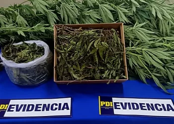 PDI incauta cannabis en Gorbea: Mujer de 66 años es detenida