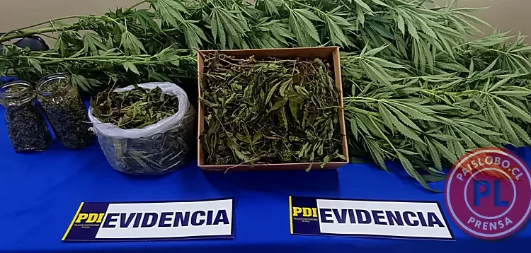 PDI incauta cannabis en Gorbea: Mujer de 66 años es detenida