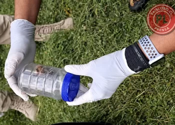 Murciélago con rabia en Frutillar