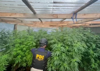 Río Bueno: PDI incauta plantas de marihuana avaluadas en más de $28 millones