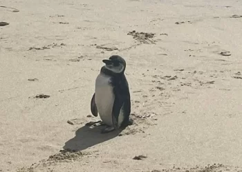 Pingüino llegó hasta la playa de central Maicolpué y fue retirado por la policía