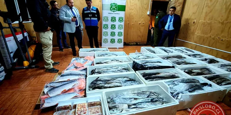 Incautan pescados y mariscos ilegales en bus en Casma