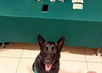 Can Ducki debuta con decomiso de cocaína en bus interprovincial