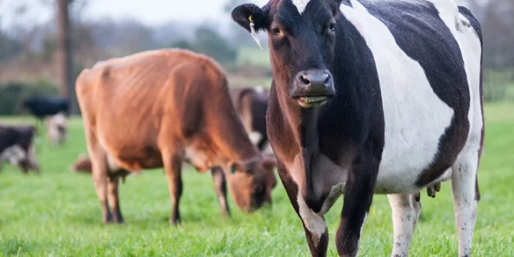 SAGO advierte crisis de costos y alerta por riesgo agroalimentario en el sur