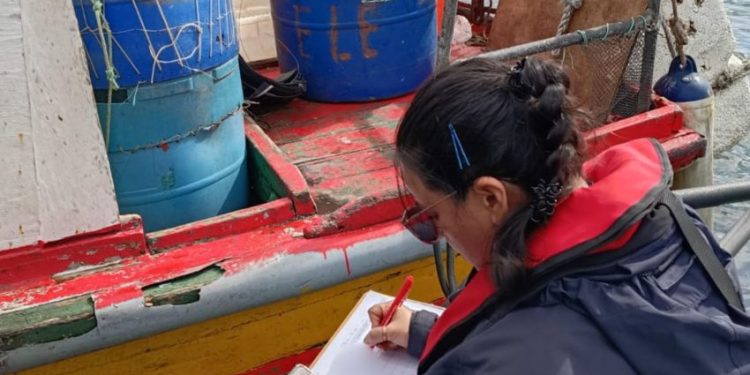 Controles de Sernapesca y Red Sustenta permiten detectar 84,1 toneladas comercializadas de productos del mar ilegales