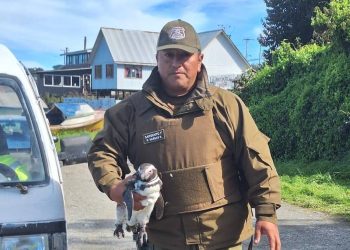 Carabineros rescata pingüino de Humboldt herido en Carelmapu