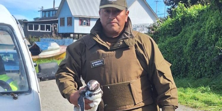 Carabineros rescata pingüino de Humboldt herido en Carelmapu