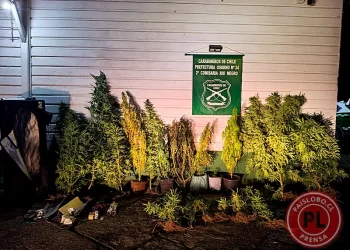 Detienen a dos personas e incautan 19 plantas de marihuana en Río Negro