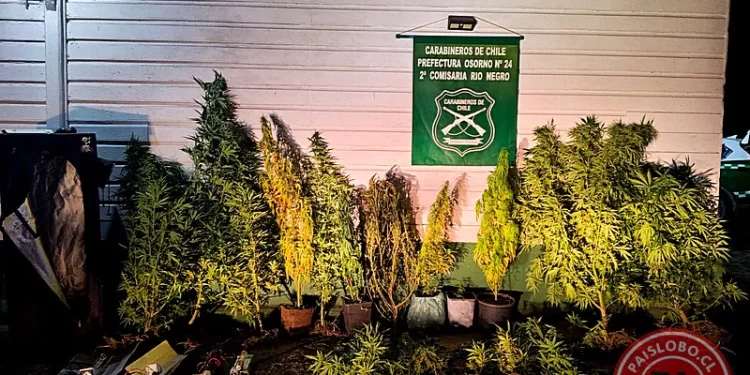 Detienen a dos personas e incautan 19 plantas de marihuana en Río Negro