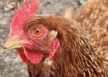 Refuerzan vigilancia por influenza aviar en Los Lagos: se han recolectado 550 muestras