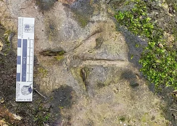 Nuevas huellas de aves y mamíferos halladas en Osorno podrían superar los 100 mil años