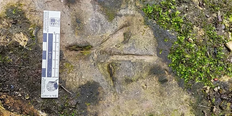 Nuevas huellas de aves y mamíferos halladas en Osorno podrían superar los 100 mil años