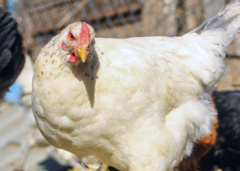 Gripe aviar en Chile: confirman primer caso en aves de traspatio en Ñuble y refuerzan medidas sanitarias