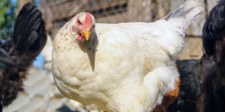 Gripe aviar en Chile: confirman primer caso en aves de traspatio en Ñuble y refuerzan medidas sanitarias