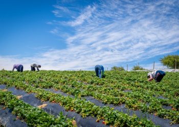 Minagri transfiere más de $1.324 millones en apoyo a agricultores del Biobío ante alza de precios en insumos